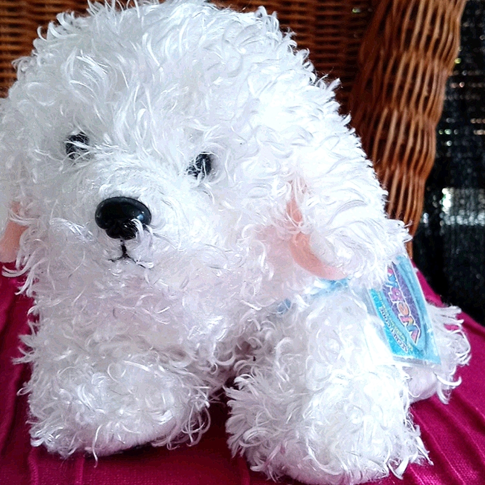 Bichon Frise Dog
